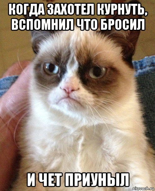 когда захотел курнуть, вспомнил что бросил и чет приуныл, Мем Угрюмый кот