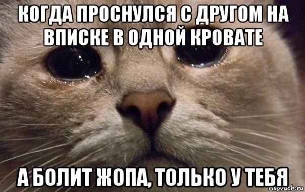 когда проснулся с другом на вписке в одной кровате а болит жопа, только у тебя, Мем   В мире грустит один котик