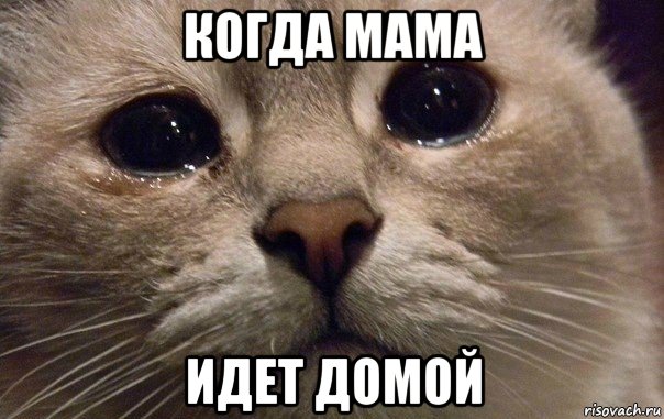 когда мама идет домой, Мем   В мире грустит один котик