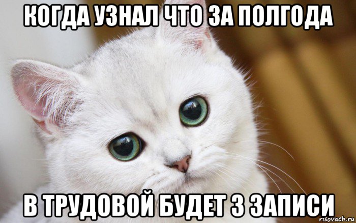 когда узнал что за полгода в трудовой будет 3 записи, Мем  В мире грустит один котик