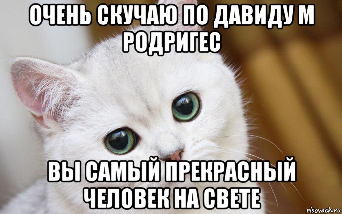 очень скучаю по давиду м родригес вы самый прекрасный человек на свете, Мем  В мире грустит один котик