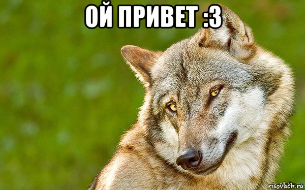 ой привет :3 , Мем   Volf