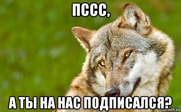 пссс, а ты на нас подписался?, Мем   Volf