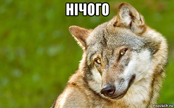 нічого , Мем   Volf