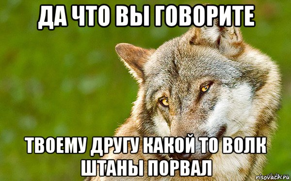 да что вы говорите твоему другу какой то волк штаны порвал, Мем   Volf