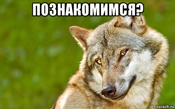 познакомимся? , Мем   Volf