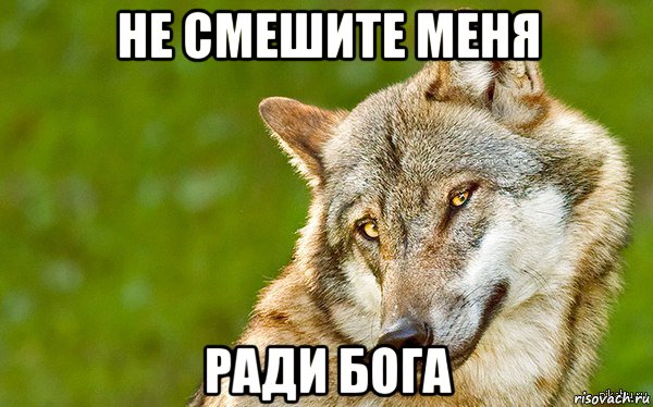 не смешите меня ради бога, Мем   Volf