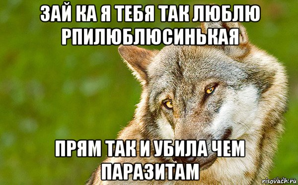 зай ка я тебя так люблю рпилюблюсинькая прям так и убила чем паразитам, Мем   Volf