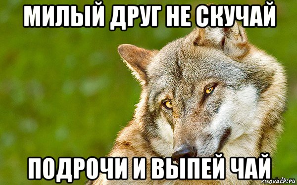 милый друг не скучай подрочи и выпей чай, Мем   Volf