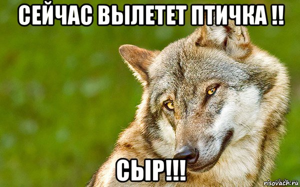 сейчас вылетет птичка !! сыр!!!, Мем   Volf