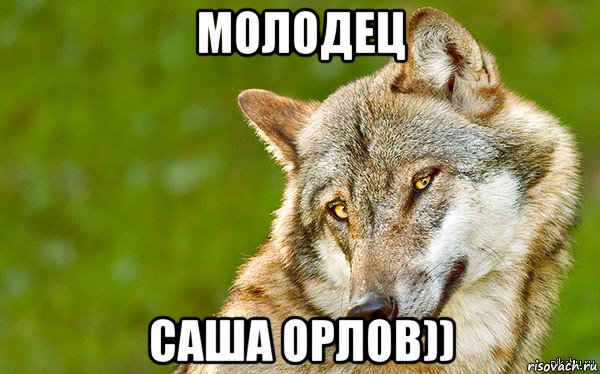 молодец саша орлов)), Мем   Volf