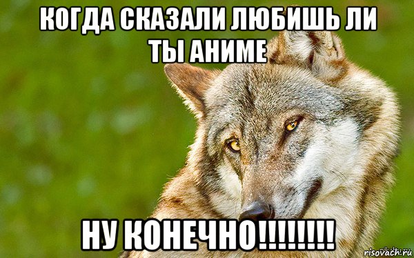 когда сказали любишь ли ты аниме ну конечно!!!!!!!!, Мем   Volf