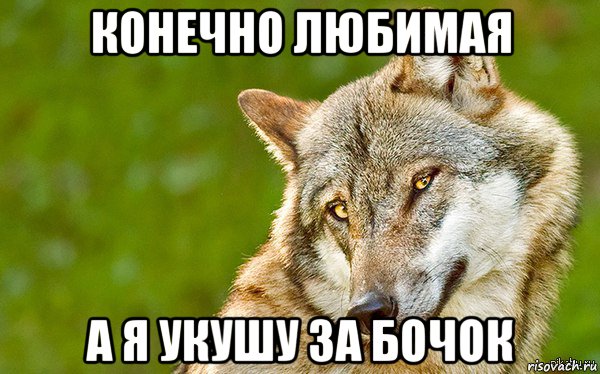 конечно любимая а я укушу за бочок, Мем   Volf