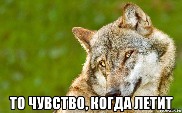  то чувство, когда летит, Мем   Volf