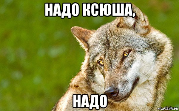 надо ксюша, надо, Мем   Volf