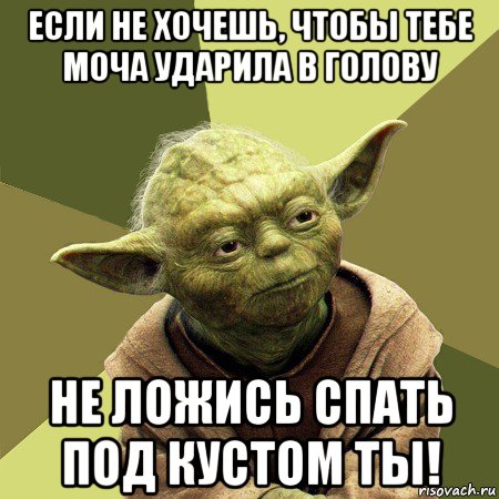 если не хочешь, чтобы тебе моча ударила в голову не ложись спать под кустом ты!, Мем Йода