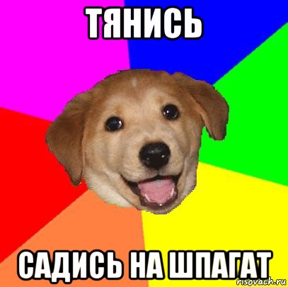 тянись садись на шпагат, Мем Advice Dog