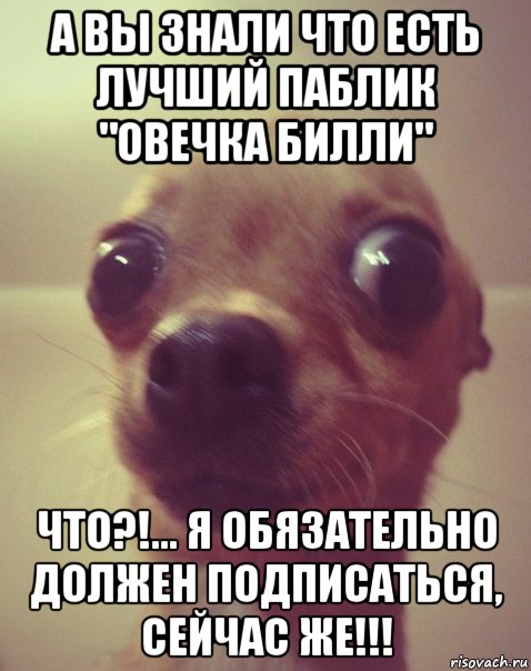 а вы знали что есть лучший паблик "овечка билли" что?!... я обязательно должен подписаться, сейчас же!!!, Мем  Аргументный аргумент