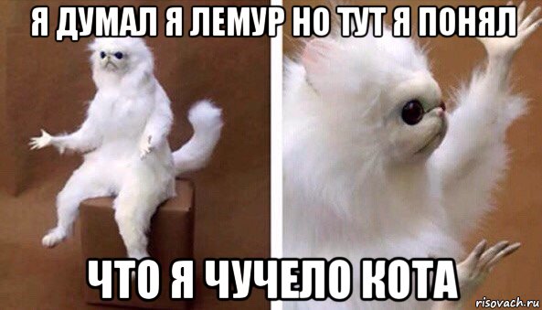 я думал я лемур но тут я понял что я чучело кота