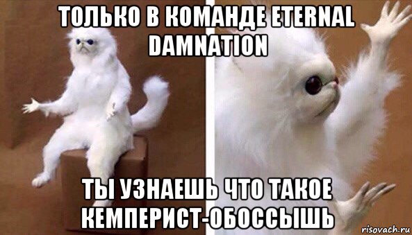 только в команде eternal damnation ты узнаешь что такое кемперист-обоссышь, Мем Чучело кота