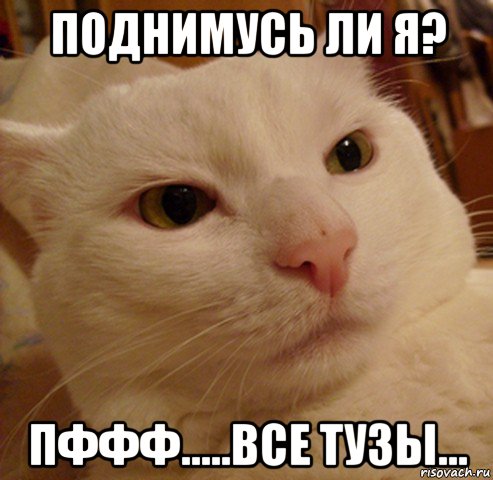 поднимусь ли я? пффф.....все тузы..., Мем Дерзкий котэ