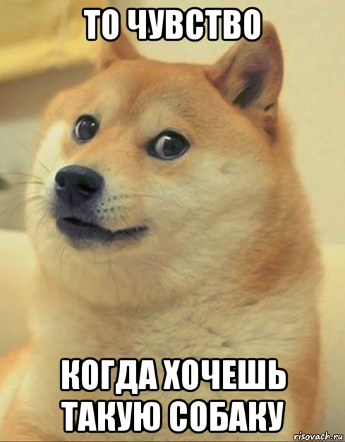 то чувство когда хочешь такую собаку, Мем doge woof