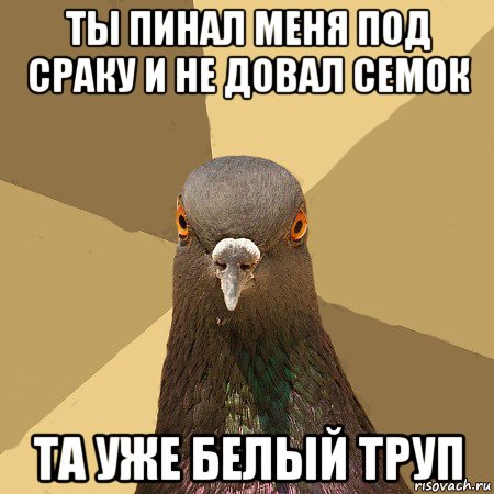 ты пинал меня под сраку и не довал семок та уже белый труп, Мем голубь