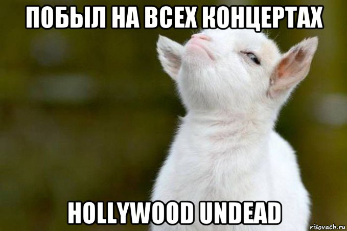 побыл на всех концертах hollywood undead, Мем  Гордый козленок