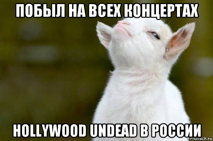 побыл на всех концертах hollywood undead в россии, Мем  Гордый козленок