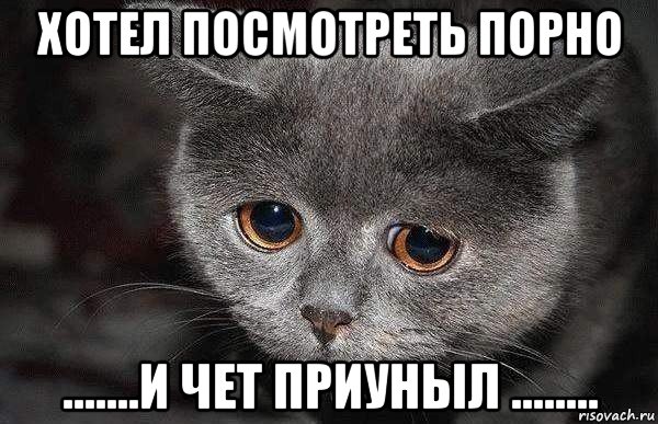 хотел посмотреть порно .......и чет приуныл ........, Мем  Грустный кот