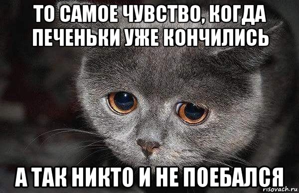 то самое чувство, когда печеньки уже кончились а так никто и не поебался, Мем  Грустный кот