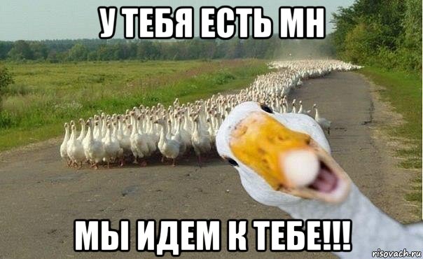 у тебя есть mh мы идем к тебе!!!, Мем гуси