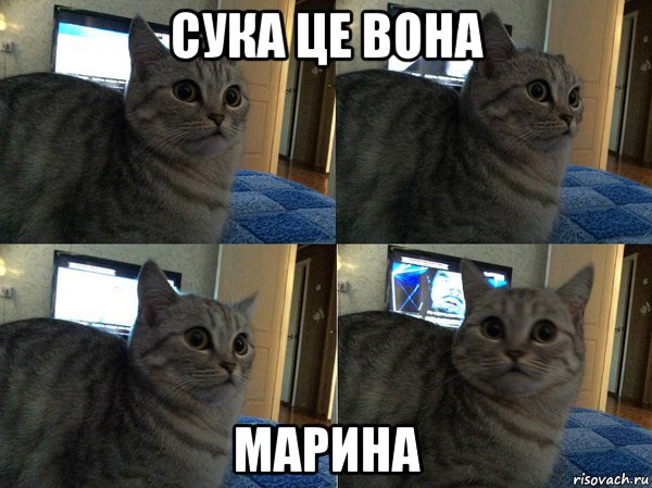 сука це вона марина, Мем  Кот в шоке