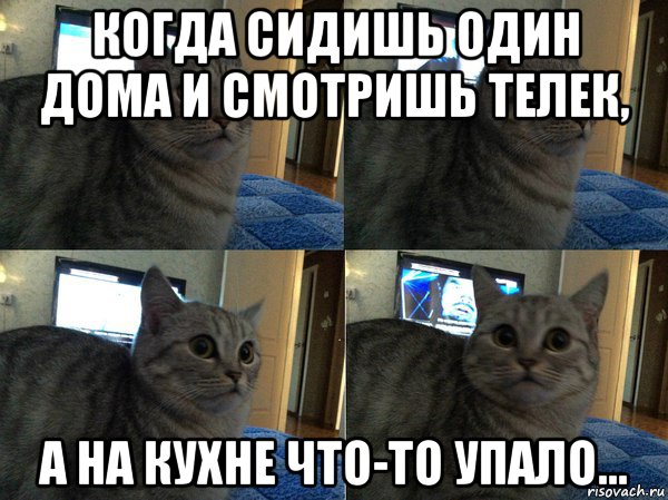 когда сидишь один дома и смотришь телек, а на кухне что-то упало..., Мем  Кот в шоке