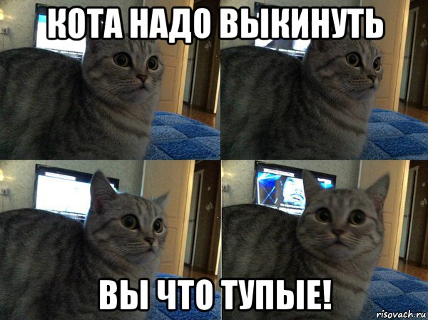 кота надо выкинуть вы что тупые!, Мем  Кот в шоке