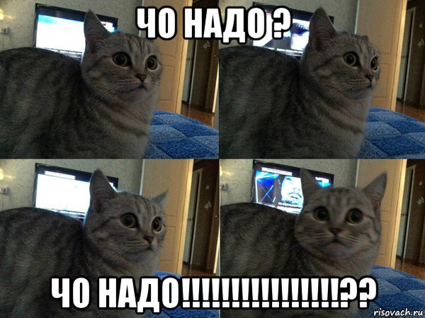 чо надо ? чо надо!!!!!!!!!!!!!!!!??, Мем  Кот в шоке