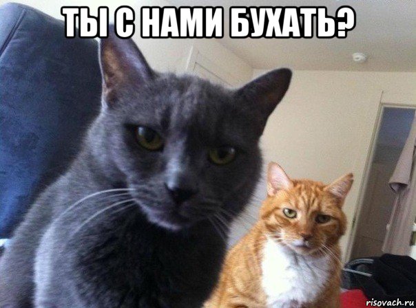 ты с нами бухать? , Мем  Два котэ