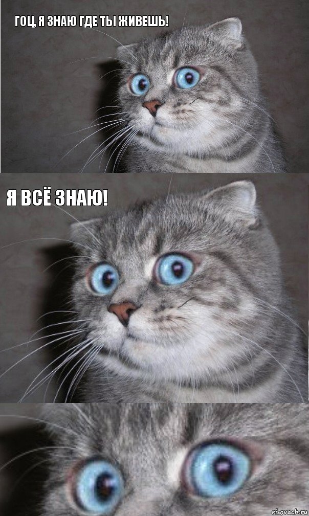 Гоц, я знаю где ты живешь! Я всё знаю! , Комикс  котейка