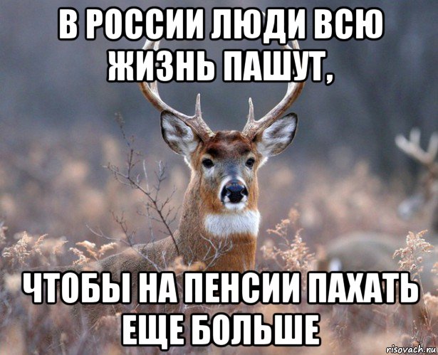 в россии люди всю жизнь пашут, чтобы на пенсии пахать еще больше, Мем   Наивный олень