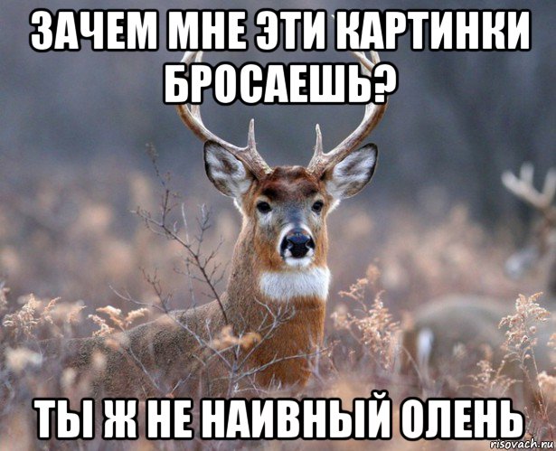 зачем мне эти картинки бросаешь? ты ж не наивный олень, Мем   Наивный олень