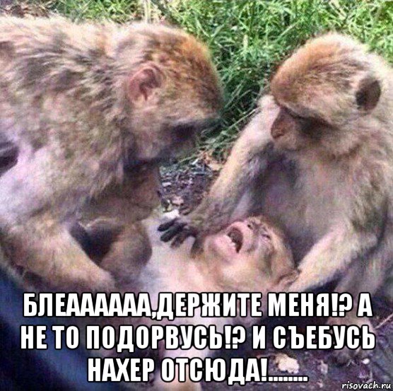  блеаааааа,держите меня!? а не то подорвусь!? и съебусь нахер отсюда!........, Мем Обезьяны