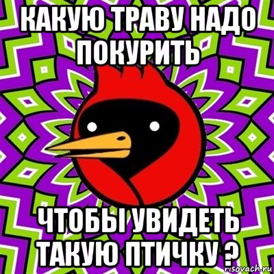 какую траву надо покурить чтобы увидеть такую птичку ?, Мем Омская птица