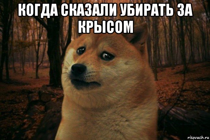 когда сказали убирать за крысом , Мем SAD DOGE