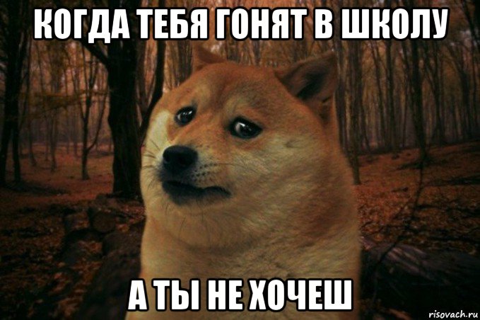 когда тебя гонят в школу а ты не хочеш, Мем SAD DOGE