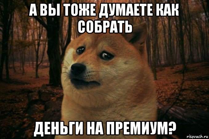 а вы тоже думаете как собрать деньги на премиум?, Мем SAD DOGE