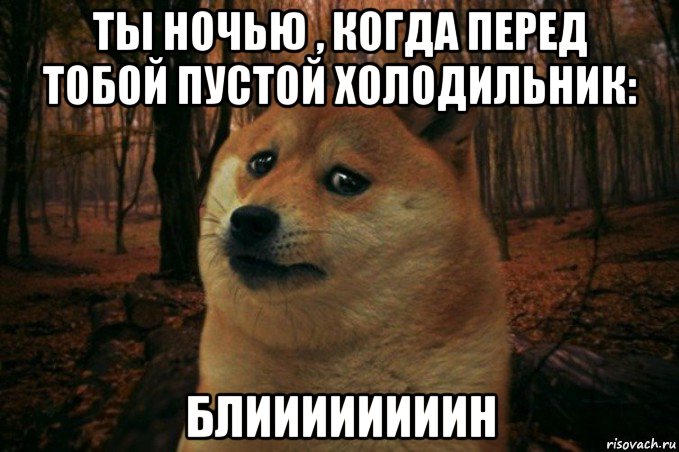 ты ночью , когда перед тобой пустой холодильник: блиииииииин, Мем SAD DOGE