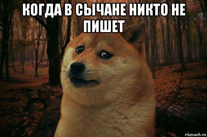 когда в сычане никто не пишет , Мем SAD DOGE