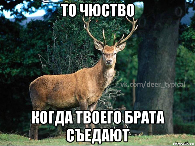 то чюство когда твоего брата съедают