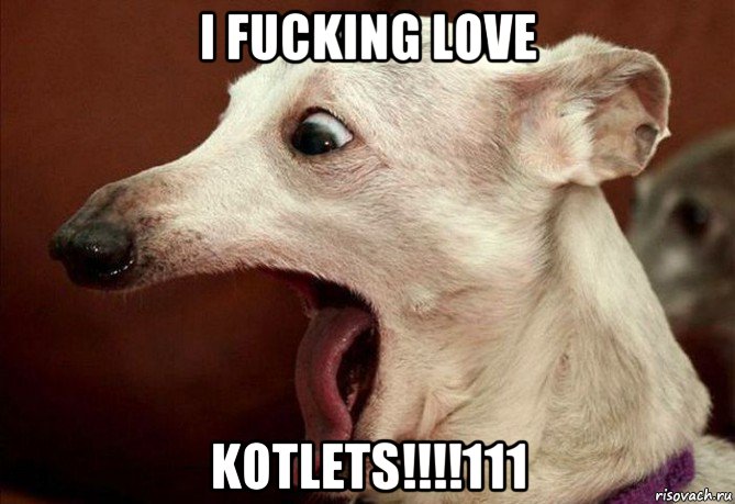 i fucking love kotlets!!!!111, Мем  собака