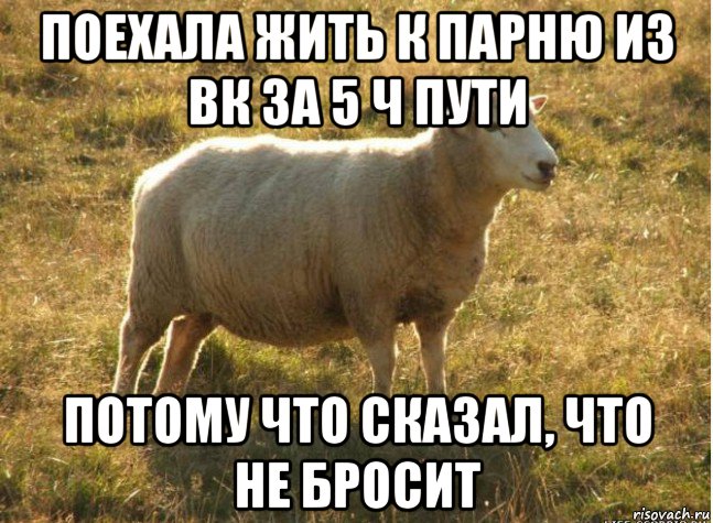 поехала жить к парню из вк за 5 ч пути потому что сказал, что не бросит, Мем Типичная овца